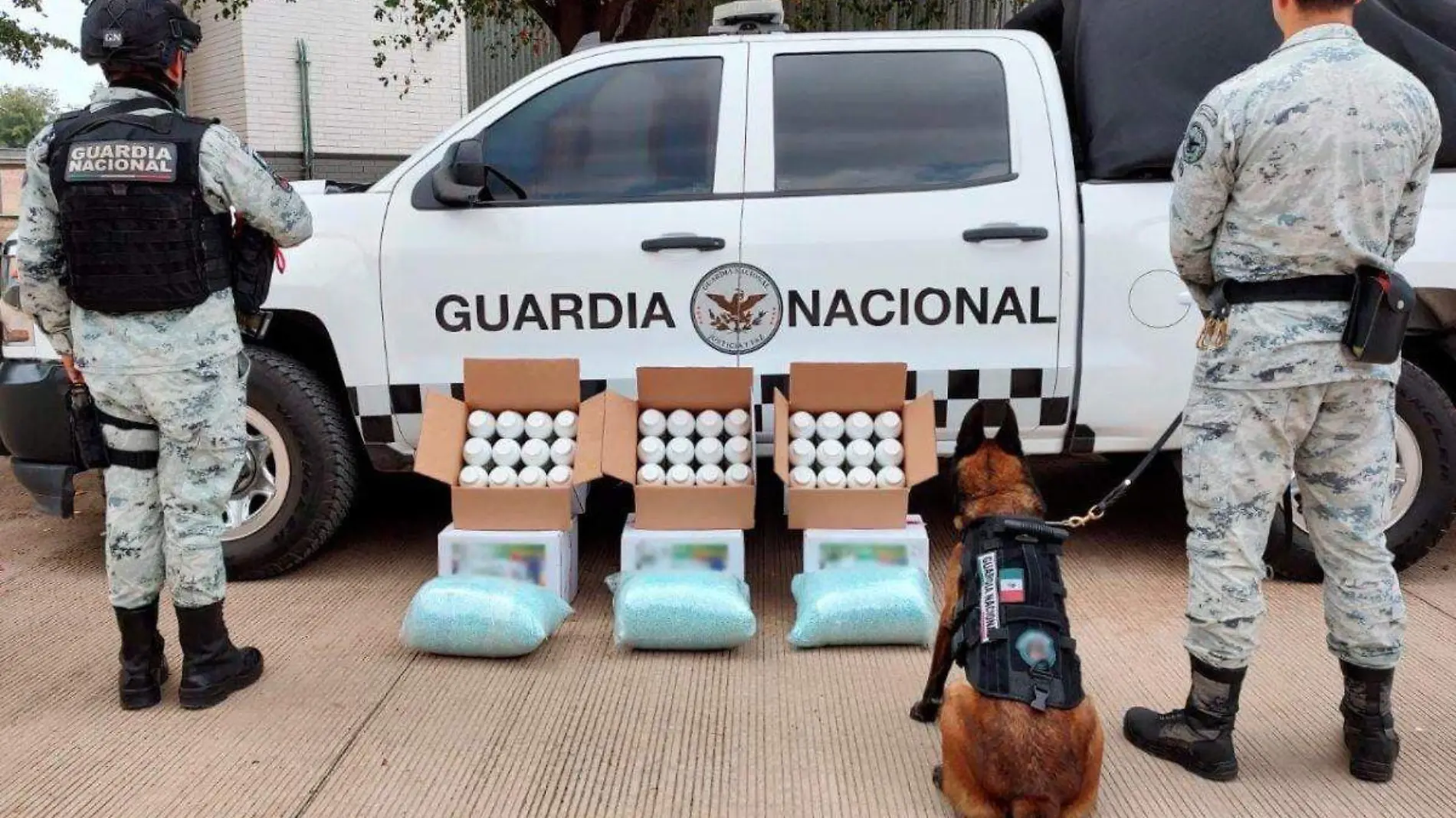 binomio canino Guardia Nacional aseguran fentanilo